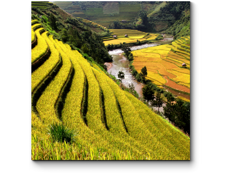 Рисовые плантации в Китае