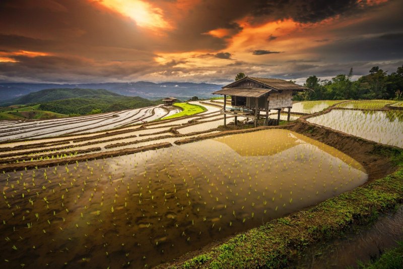 Япония рисовые поля храм горы