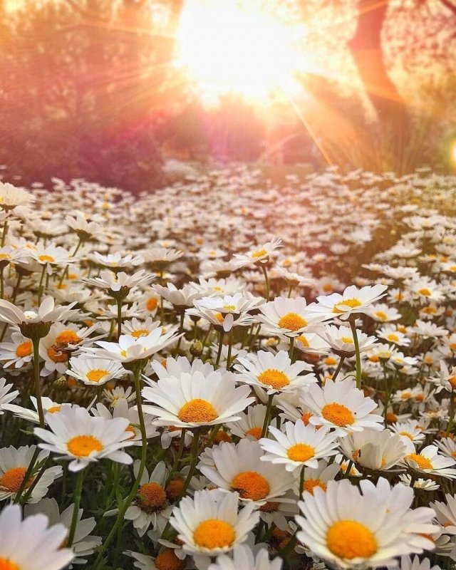 Цветы и солнце
