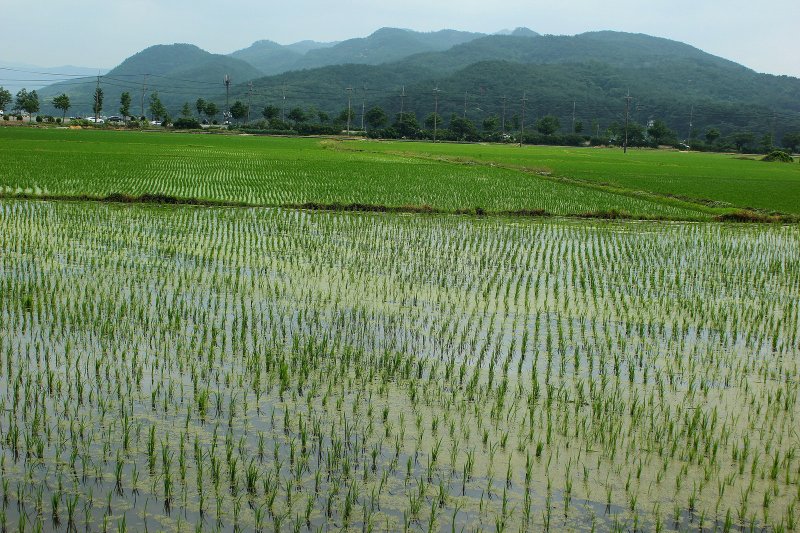 Рисовые поля в Южной Корее