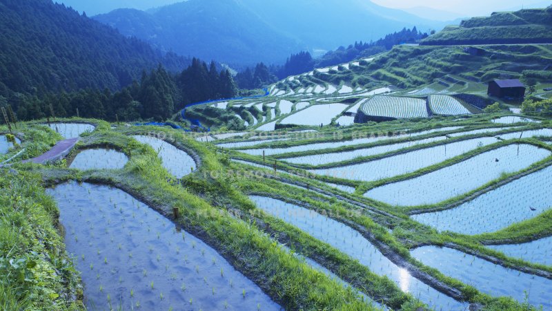 Рисовые плантации в Индии