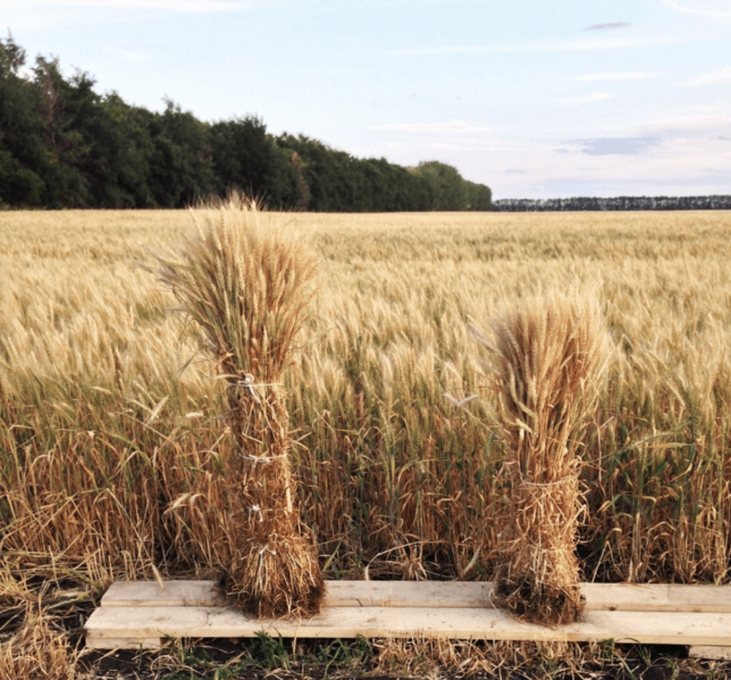 Сноп озимой пшеницы