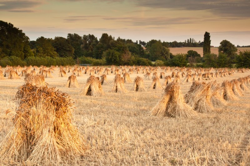 Снопы пшеницы на поле