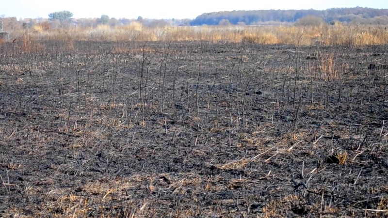 Сгоревшая сухая трава в поле