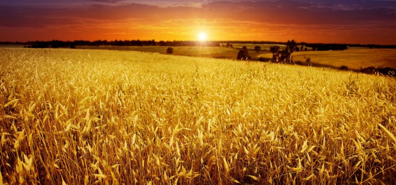 Поле пшеницы Ростовская область