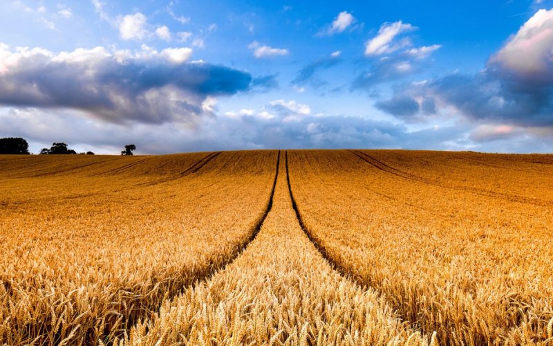 «Пшеничное поле — Противостояние» (Нью-Йорк, США)