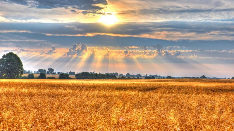 Природа России пшеница поле