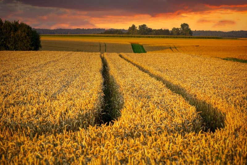 Пшеничное поле Чехия