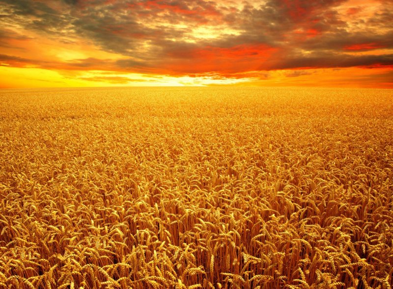 Пшеница пейзаж