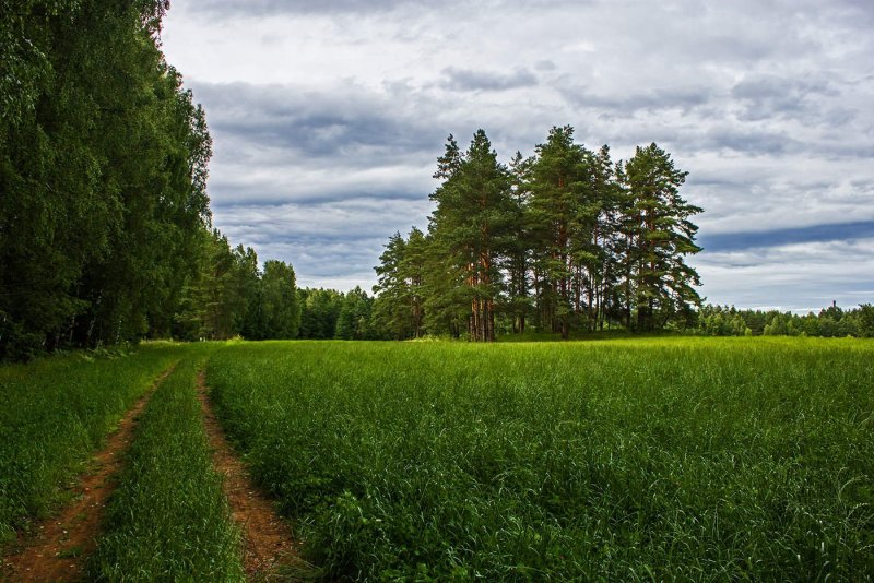 Белоруссия лес опушка