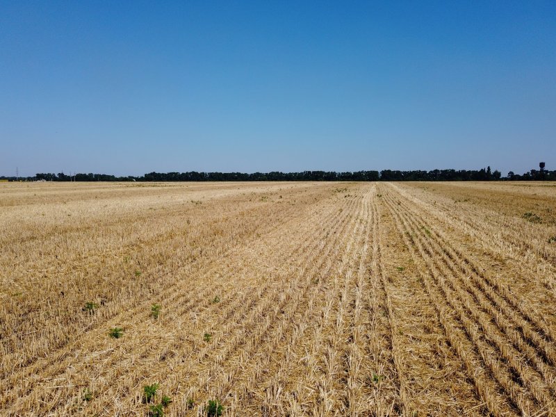Убранное поле пшеницы