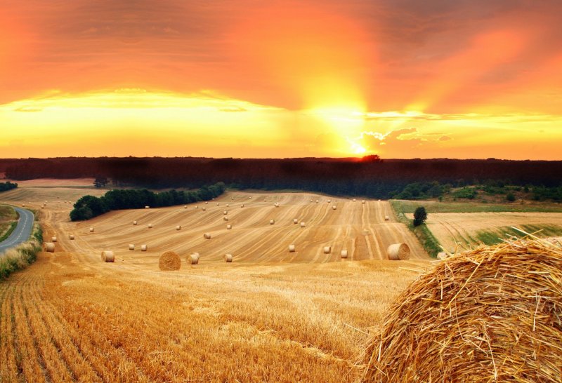Поле с пшеницей Белгород