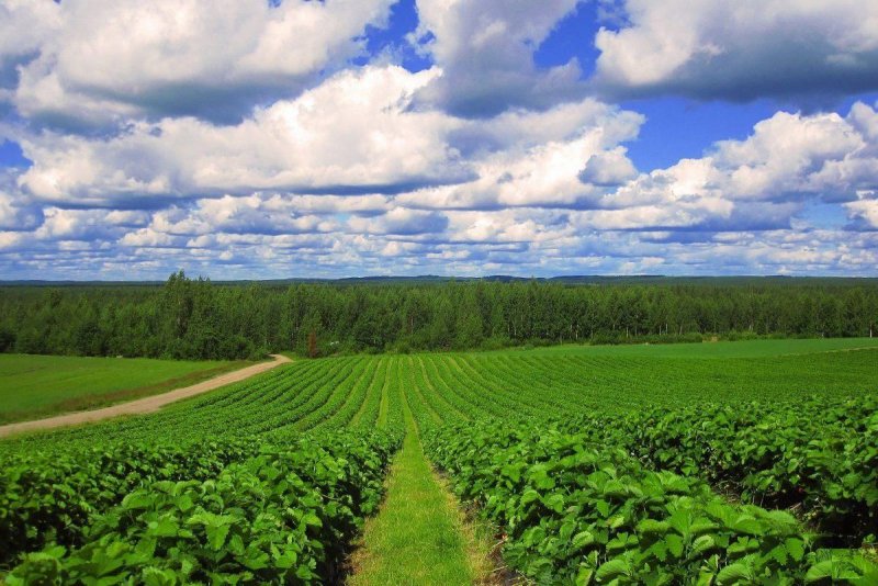 Картофель плантация Финляндии