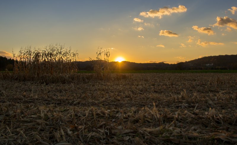 Ночное кукурузное поле