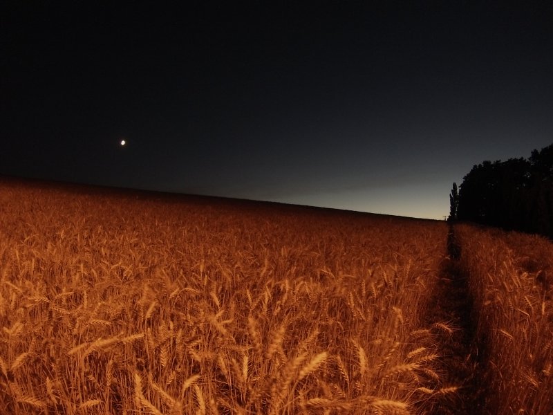 Ночное поле пшеницы