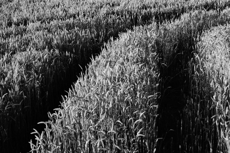 Поле пшеницы черно белое