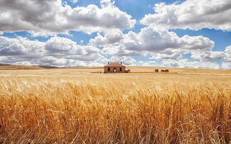 Домик в пшеничном поле