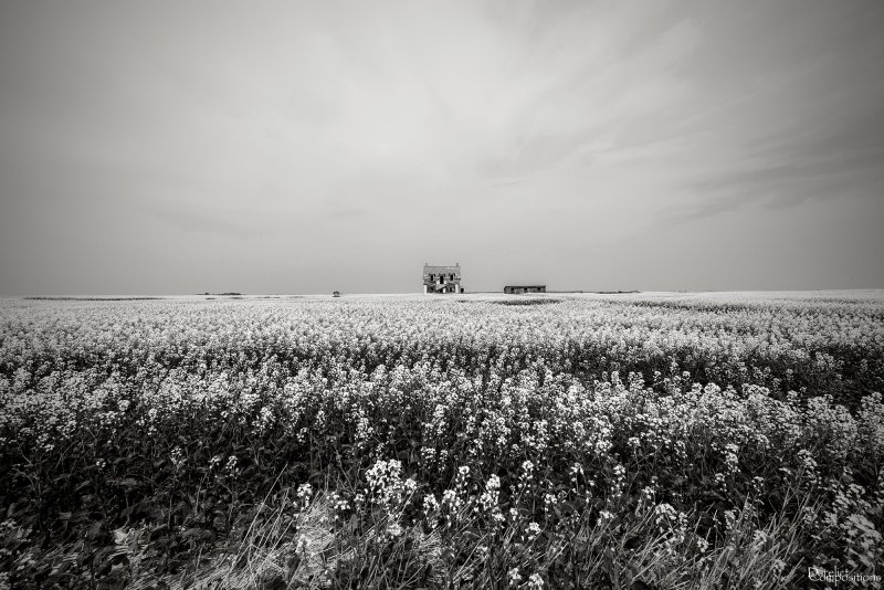 Белое поле