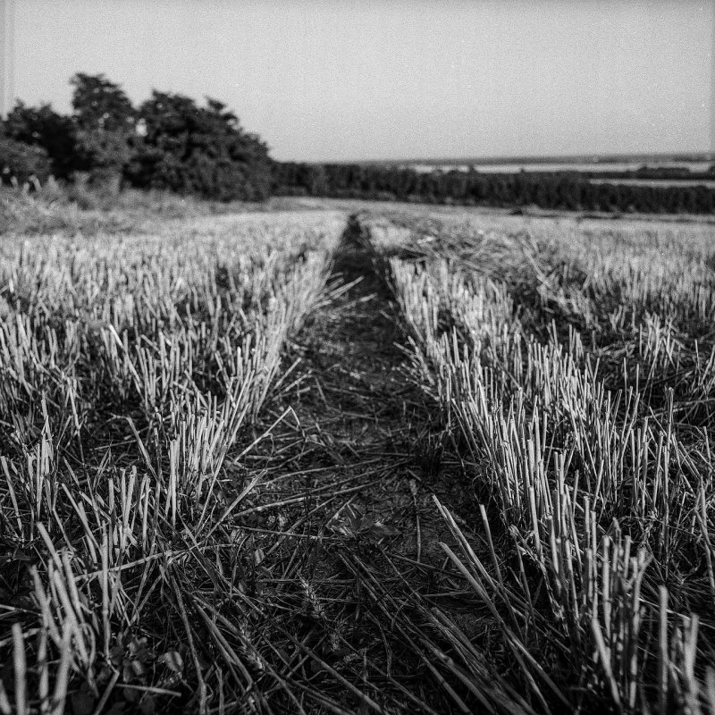 Пшеничное поле черно белое