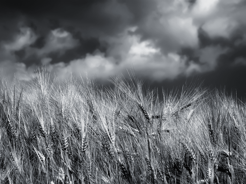 Поле пшеницы черно белое