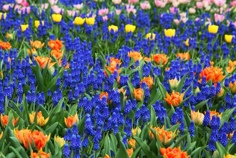 Цветы тюльпаны гиацинты