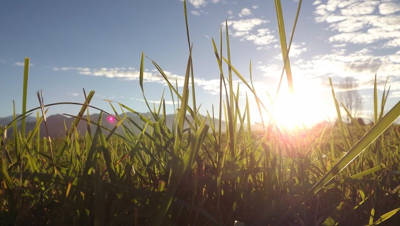 Утро солнце трава
