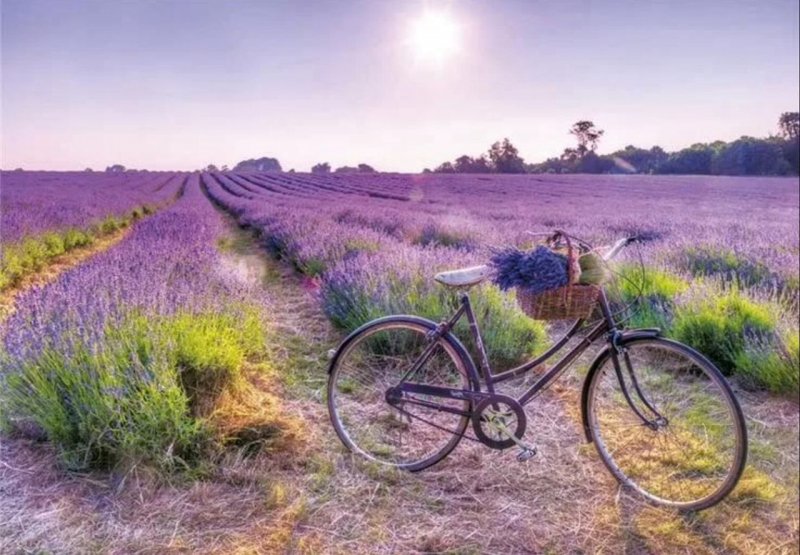 Лавандовое поле и велосипед