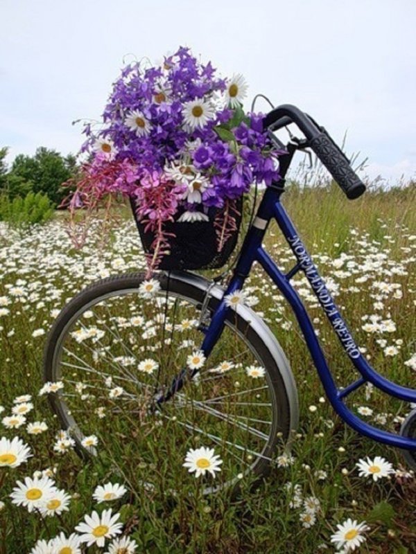 Велосипед в поле с цветами