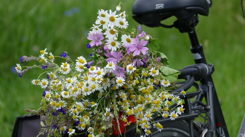 Полевые цветы и велосипед