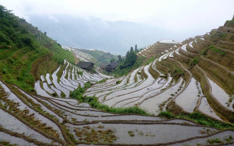 Рисовые террасированные поля в Китае
