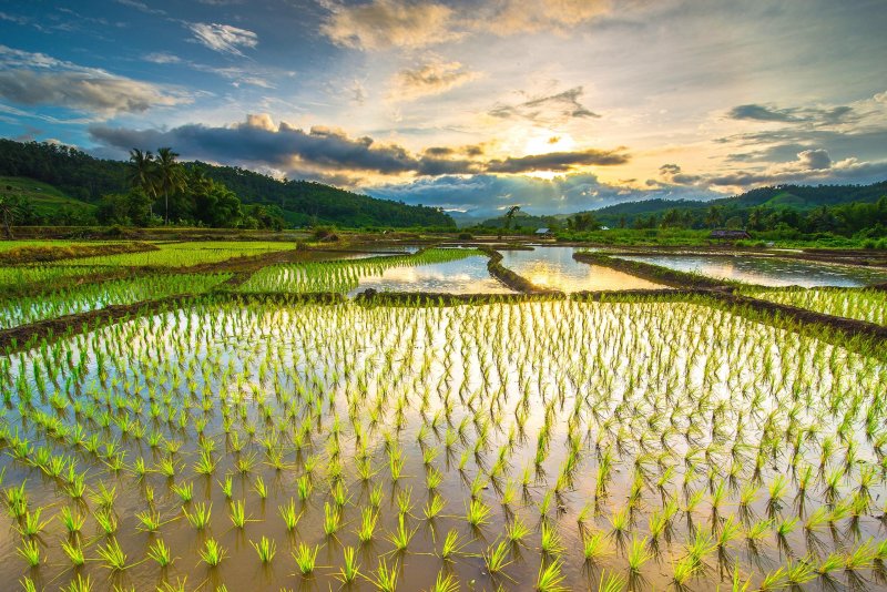 Рисовые плантации во Вьетнаме