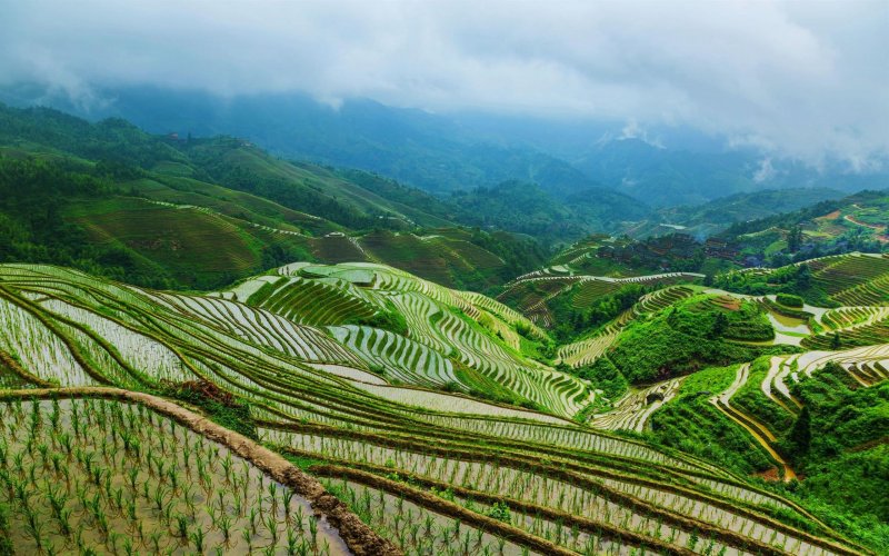 Рисовые террасы Луншэн Китай