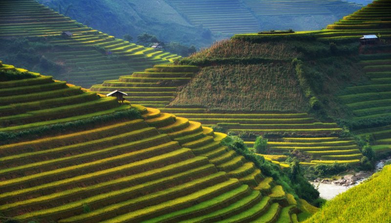 Террасные рисовые поля Вьетнам