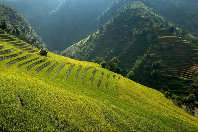 Террасные рисовые поля Вьетнам