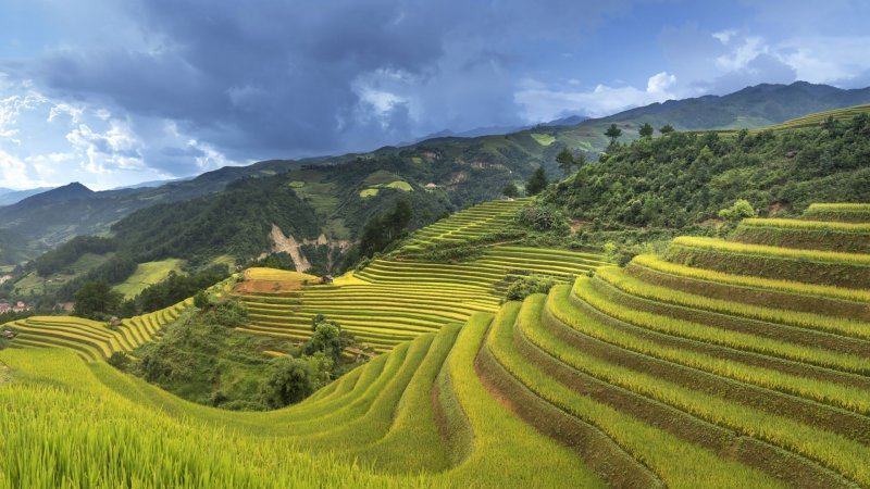 Плантации риса в Колумбии