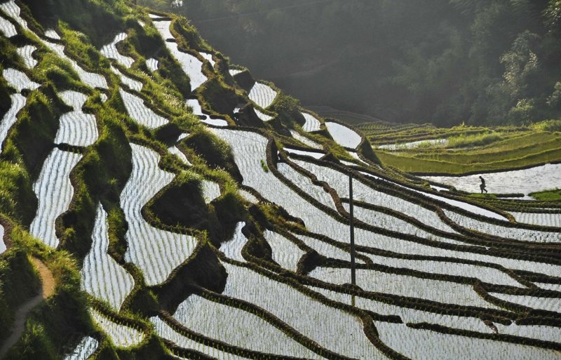 Агрокультурный ландшафт рисовые поля