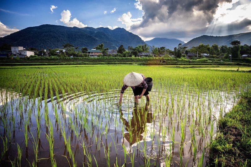 Плантации риса во Вьетнаме