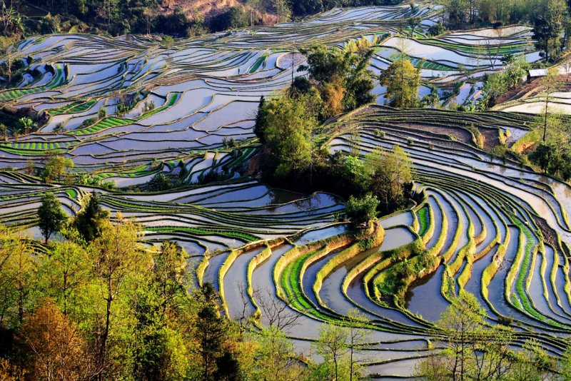 Китай плантация сельскохозяйство