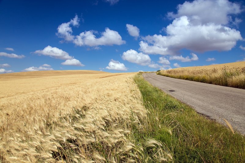 Тропинка в пшеничном поле