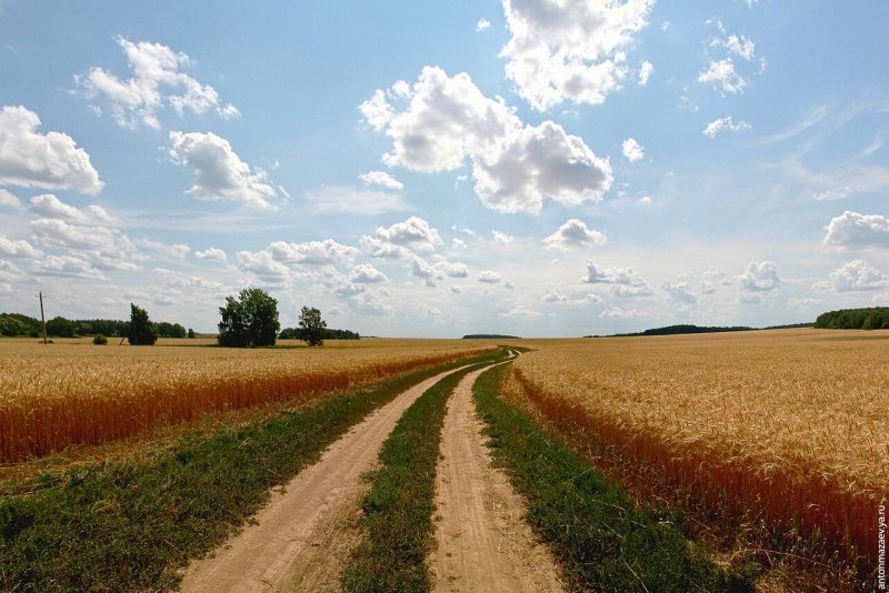 Соболевская дорога в Пушкине пшеничное поле