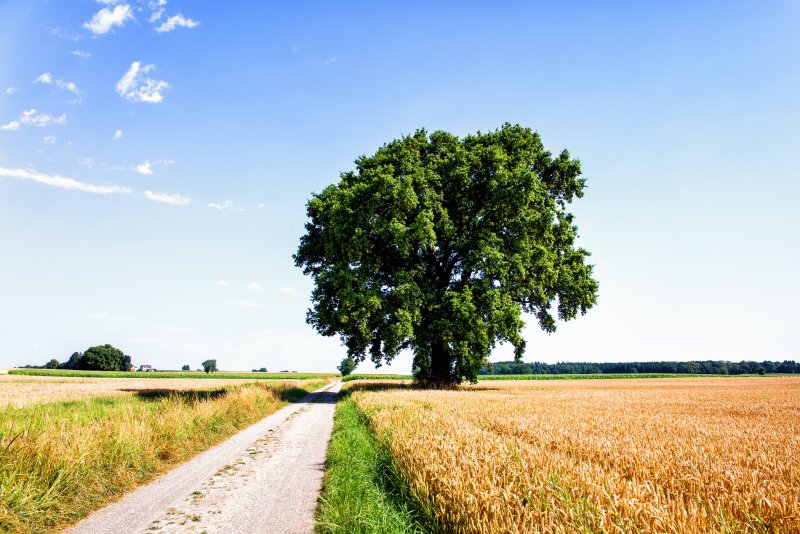 Одинокое дерево у дороги