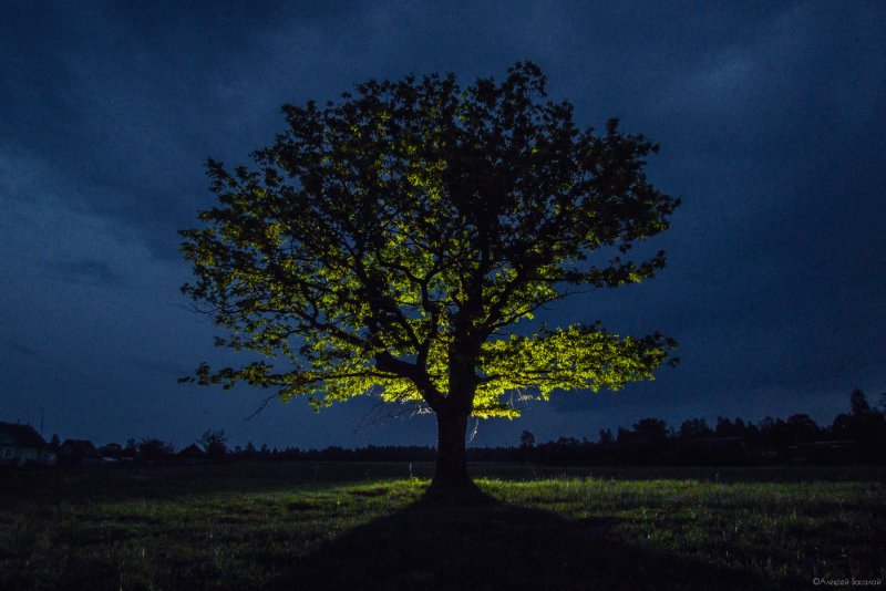 Дерево ночью