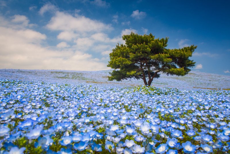 Цветет немофила, парк Хитачи (Япония)