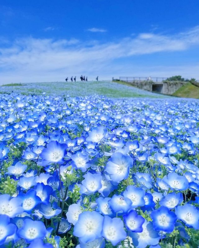 Поле голубых цветов