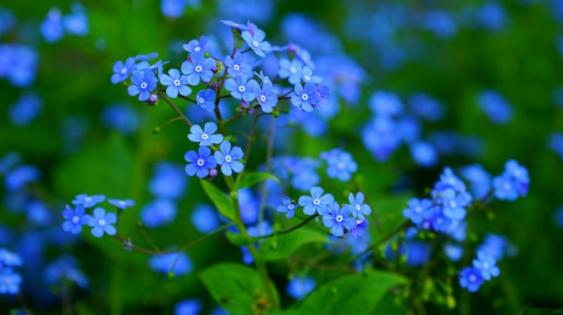 Маленькие голубые цветочки весной