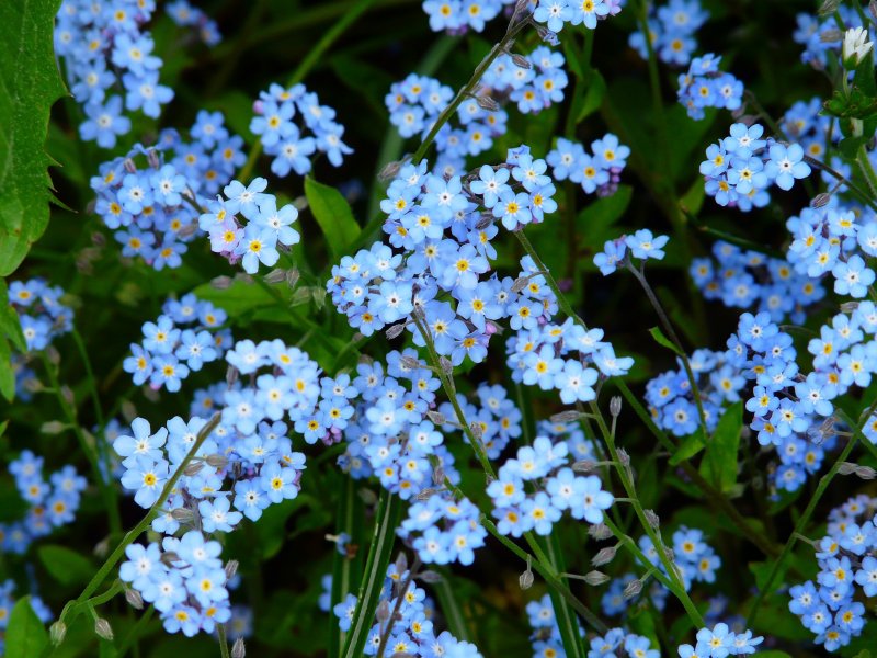 Голубые цветки мелкие луговые