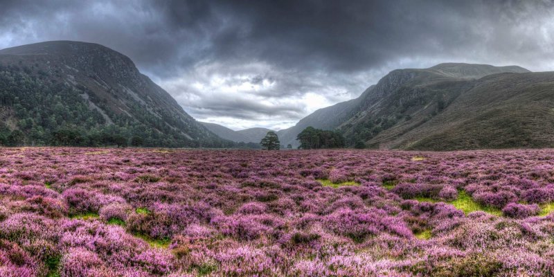 Вересковые поля в Шотландии
