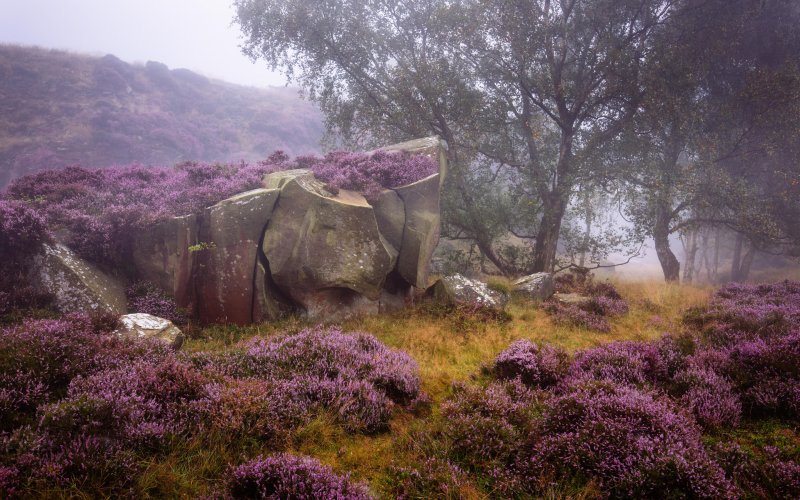 Пейзажи Шотландии Вересковые поля