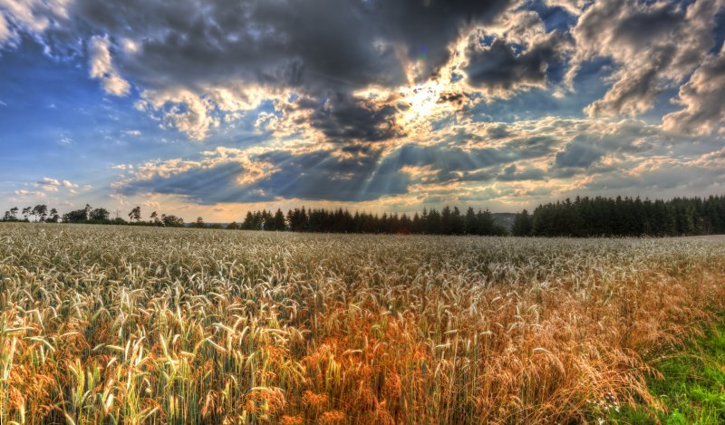 Природа России пшеница поле