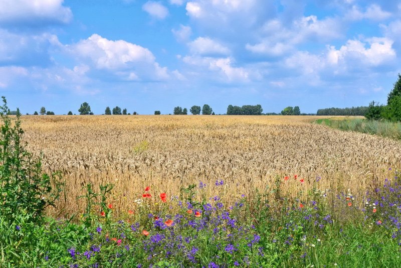 Россия поля пшеницы
